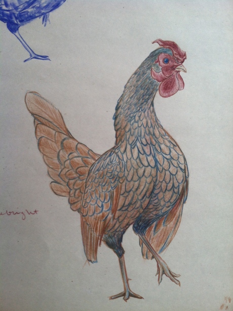 chicken-sketches10:3det