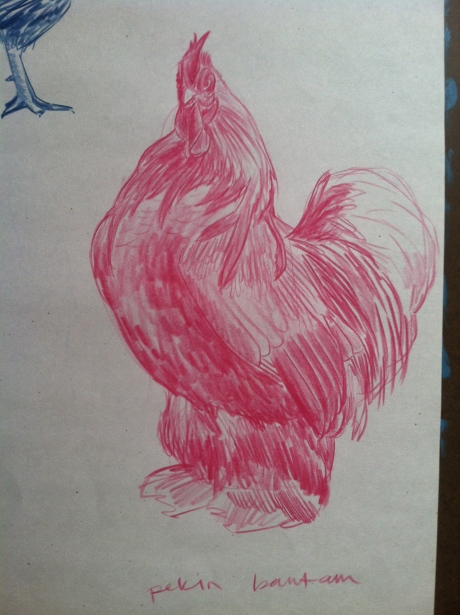 chicken-sketches11:2det