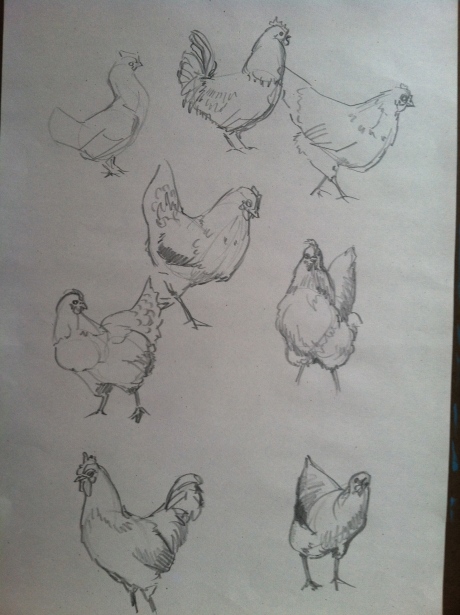 chicken-sketches2