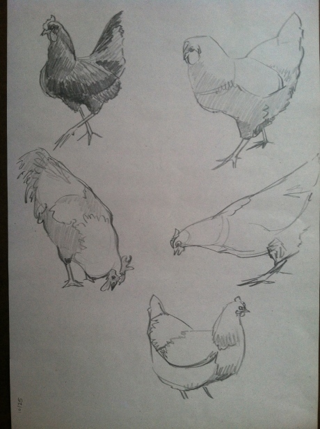 chicken-sketches3:1